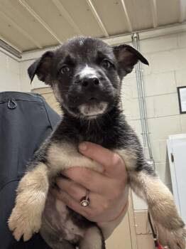 Pit Bull Terrier Dogs Available for Adoption in Swainsboro, Georgia - Nelson | PetCurious