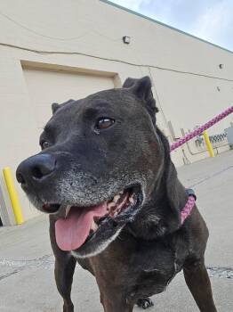 Callie -  Labrador Retriever Dog for Adoption - Callie | PetCurious