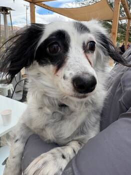 Rescue Chihuahua and Dachshund Dogs for Adoption in Twentynine Palms, California - Fluffy | PetCurious