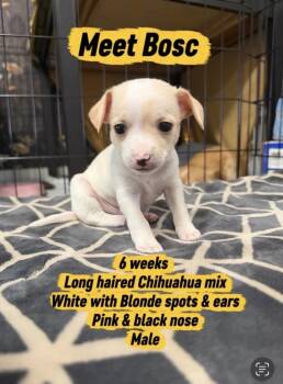 Bosc -  Chihuahua Dog for Adoption in Vancouver, Washington - Bosc | PetCurious