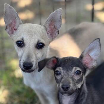 Rescue Chihuahua and Terrier Dogs for Adoption in Fresno, California - Ming | PetCurious