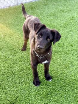 Labrador Retriever and Mixed Breed Dogs Available for Adoption in Evergreen, Colorado - Eli | PetCurious