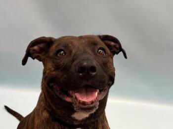 Minerva -  Plott Hound and Pit Bull Terrier Dog for Adoption in Golden Valley, Minnesota - Minerva | PetCurious