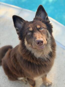 Kodak -  Australian Shepherd and Terrier Dog for Adoption in Bloomfield, Connecticut - Kodak | PetCurious