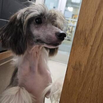 Rescue Chinese Crested Dog Dogs for Adoption in Plano, Texas - Sheila A211778 | PetCurious