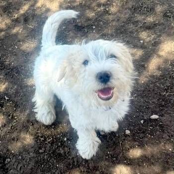 Poodle and Schnauzer Dogs Available for Adoption in Boulder, Colorado - Max | PetCurious
