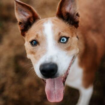 Rescue Labrador Retriever and Husky Dogs for Adoption in Houston, Texas - Neville The Wonder Dog | PetCurious