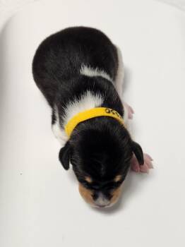 Espresso -  Hound Dog for Adoption in Wabash, Indiana - Espresso | PetCurious