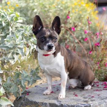 Chappy -  Chihuahua and Mixed Breed Dog for Adoption in Palm Springs, California - Chappy | PetCurious