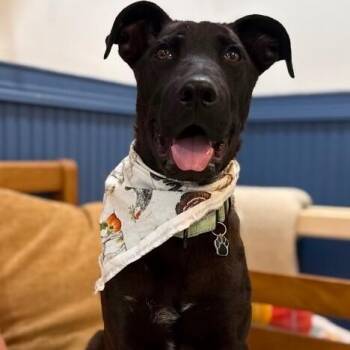 Labrador Retriever Dogs Available for Adoption in Friendswood, Texas - January Baby Bandera | PetCurious