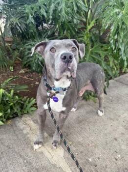 Wallace -  Pit Bull Terrier and Mixed Breed Dog for Adoption in Honolulu, Hawaii - Wallace | PetCurious