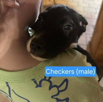 Checkers -  Border Collie Dog for Adoption in Center Square, Pennsylvania - Checkers | PetCurious