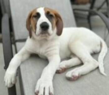 Pointer and Labrador Retriever Dogs Available for Adoption - Flower Girls:  Lilac | PetCurious