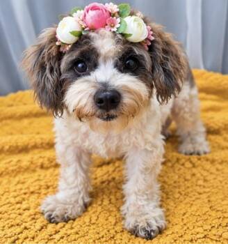Maple -  Miniature Poodle Dog for Adoption in Foley, Alabama - Maple | PetCurious