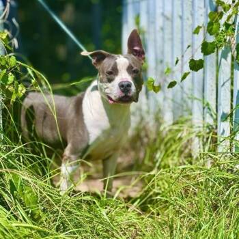 Jade -  American Staffordshire Terrier Dog Available for Adoption in Sebring, Florida - Jade | PetCurious