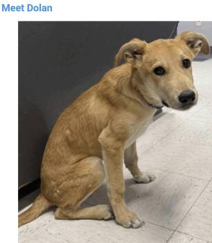Dolan -  Golden Retriever Dog for Adoption in Salt Lake City, Utah - Dolan | PetCurious