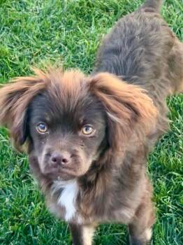 Spaniel and Pug Dogs Available for Adoption - Duckie | PetCurious