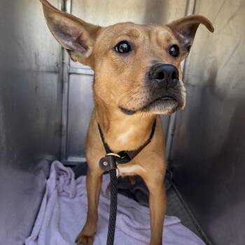 Mixed Breed Dogs Available for Adoption in Chattanooga, Tennessee - Kurt | PetCurious