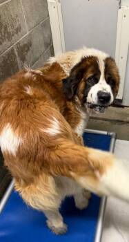 Saint Bernard Dogs Available for Adoption in Virginia, Minnesota - Mickey | PetCurious