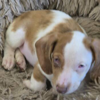 Sparky -  Dachshund Dog for Adoption in Zaleski, Ohio - Sparky | PetCurious