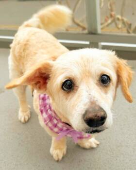 Rescue Cocker Spaniel and Poodle Dogs for Adoption in El Cajon, California - Millie | PetCurious