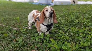 Rescue Basset Hound Dogs for Adoption - Banjo | PetCurious
