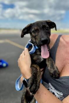 Tennessee -  Hound and Shepherd Dog for Adoption in Greenlawn, New York - Tennessee | PetCurious