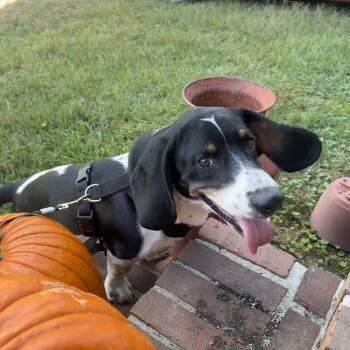 Boone -  Basset Hound Dog for Adoption in Brentwood, Tennessee - Boone | PetCurious