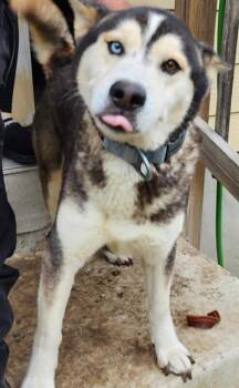 Husky Dogs Available for Adoption in San Antonio, Texas - NILAK | PetCurious