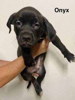 Onyx -  Labrador Retriever Dog for Adoption in Manchester, Connecticut - Onyx | PetCurious