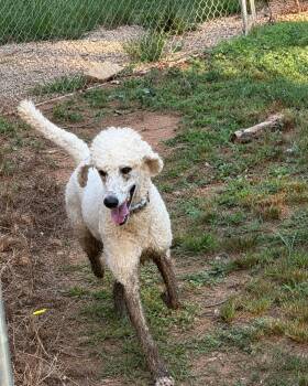Buffy Neal - May 26 -  Standard Poodle Dog for Adoption in Pacolet, South Carolina - Buffy Neal - May 26 | PetCurious