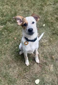 Rescue Mixed Breed Dogs for Adoption in Ridgefield, Connecticut - Agnes Van Canine | PetCurious