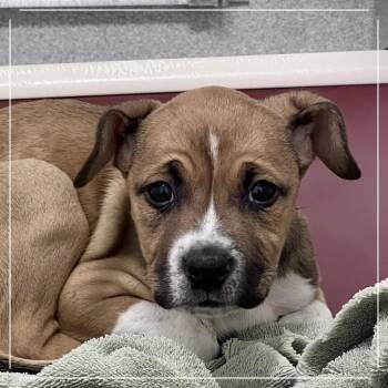 Pit Bull Terrier Dogs Available for Adoption - Ducky | PetCurious