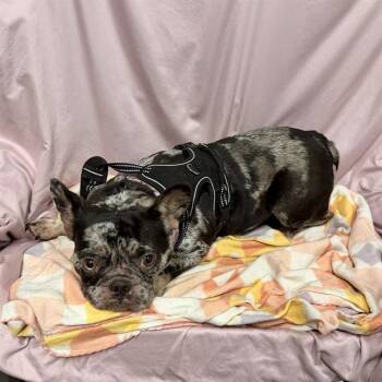 A612636 -  French Bulldog Dog for Adoption in Modesto, California - A612636 | PetCurious