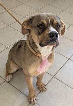 Hound Dogs Available for Adoption in Osage Beach, Missouri - Carrie | PetCurious