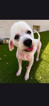 Randy -  Miniature Poodle Dog for Adoption in Vaudreuil-dorion, Quebec - Randy | PetCurious