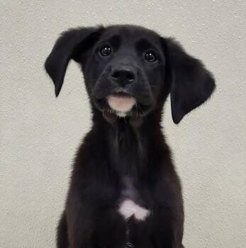 Stoddard -  Mixed Breed Dog for Adoption in Groveland, Massachusetts - Stoddard | PetCurious
