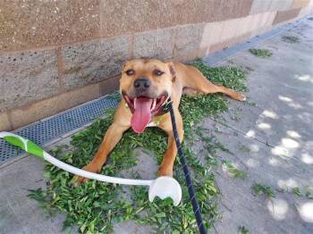 Kayak -  Pit Bull Terrier Dog Available for Adoption in Elk Grove, California - Kayak | PetCurious