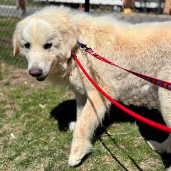 Mixed Breed Dogs Available for Adoption in Westhampton, New York - George | PetCurious