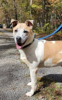 Rescue American Bulldog and Mixed Breed Dogs for Adoption in Crossville, Tennessee - Pax | PetCurious