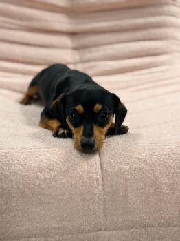 Miniature Dachshund Dogs Available for Adoption in Covington, Louisiana - Pipsqueak | PetCurious