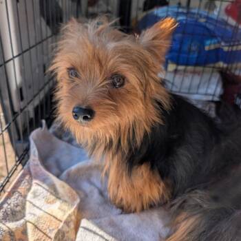 Tut -  Yorkshire Terrier Dog for Adoption in West Plains, Missouri - Tut | PetCurious