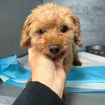 Cody -  Miniature Poodle Dog for Adoption in Normal, Illinois - Cody | PetCurious
