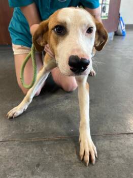 Mister -  Hound Dog for Adoption in Gautier, Mississippi - Mister | PetCurious