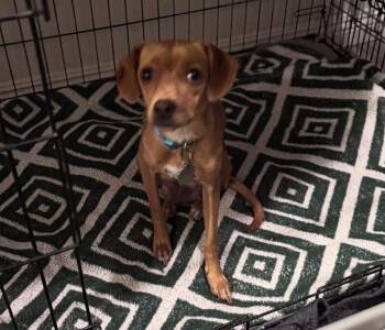 Rescue Chihuahua and Mixed Breed Dogs for Adoption in Los Angeles, California - Mommastrone | PetCurious