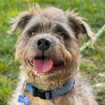 Clifford - Costa Mesa Location -  Poodle and Terrier Dog for Adoption in Chino Hills, California - Clifford - Costa Mesa Location | PetCurious