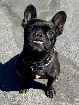 Frankie -  French Bulldog Dog for Adoption in Jamestown, California - Frankie | PetCurious