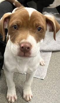Terrier Dogs Available for Adoption - Moscato 4 Months Female Ava 3/26 | PetCurious