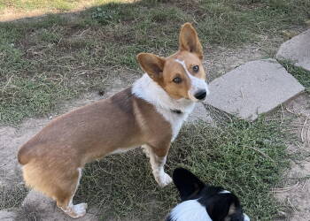 Rescue Corgi and Cattle Dog Dogs for Adoption in Denver, Colorado - Cody | PetCurious