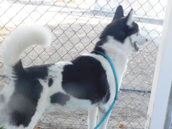 Rescue Siberian Husky Dogs for Adoption - Rey | PetCurious